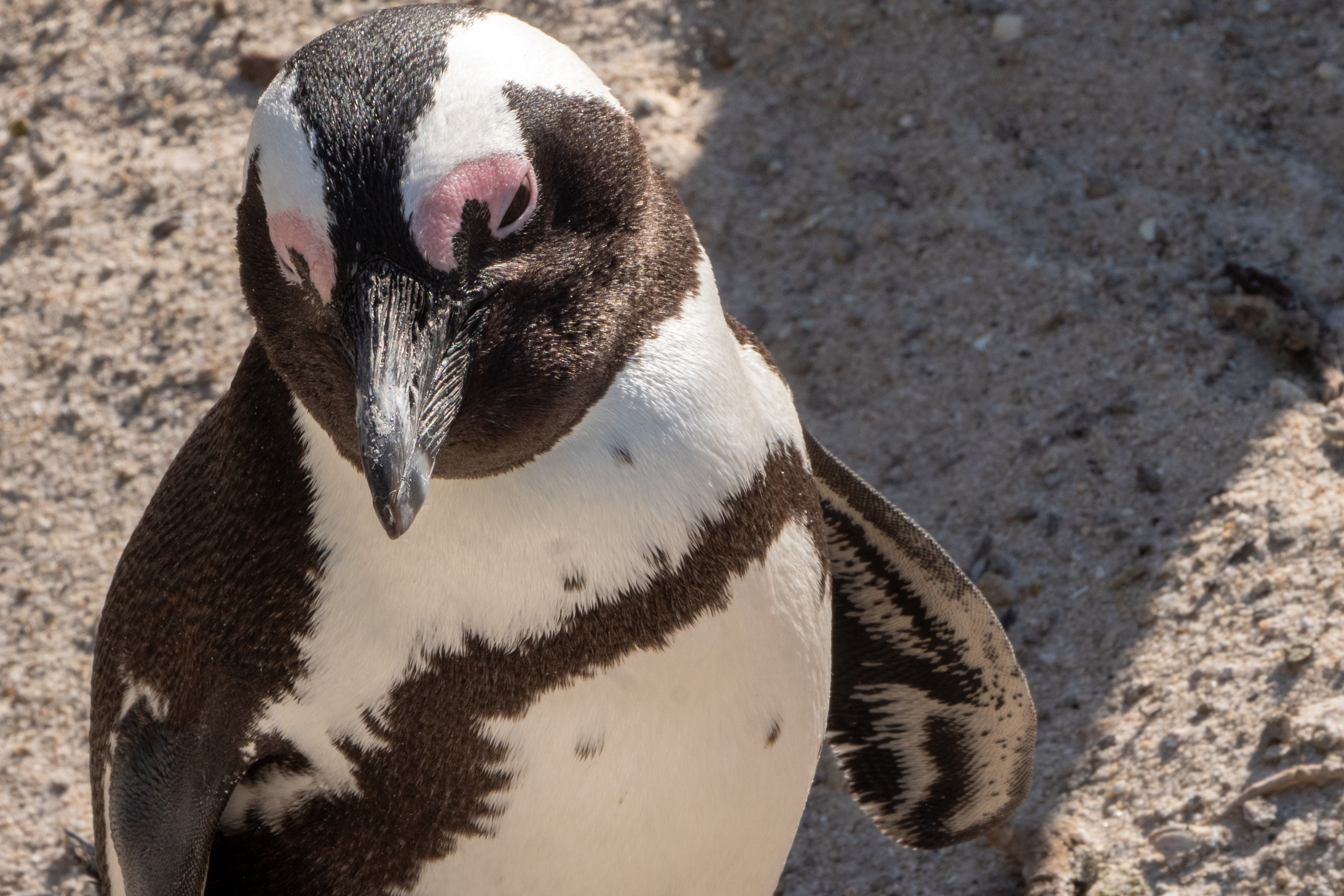 Brillenpinguin