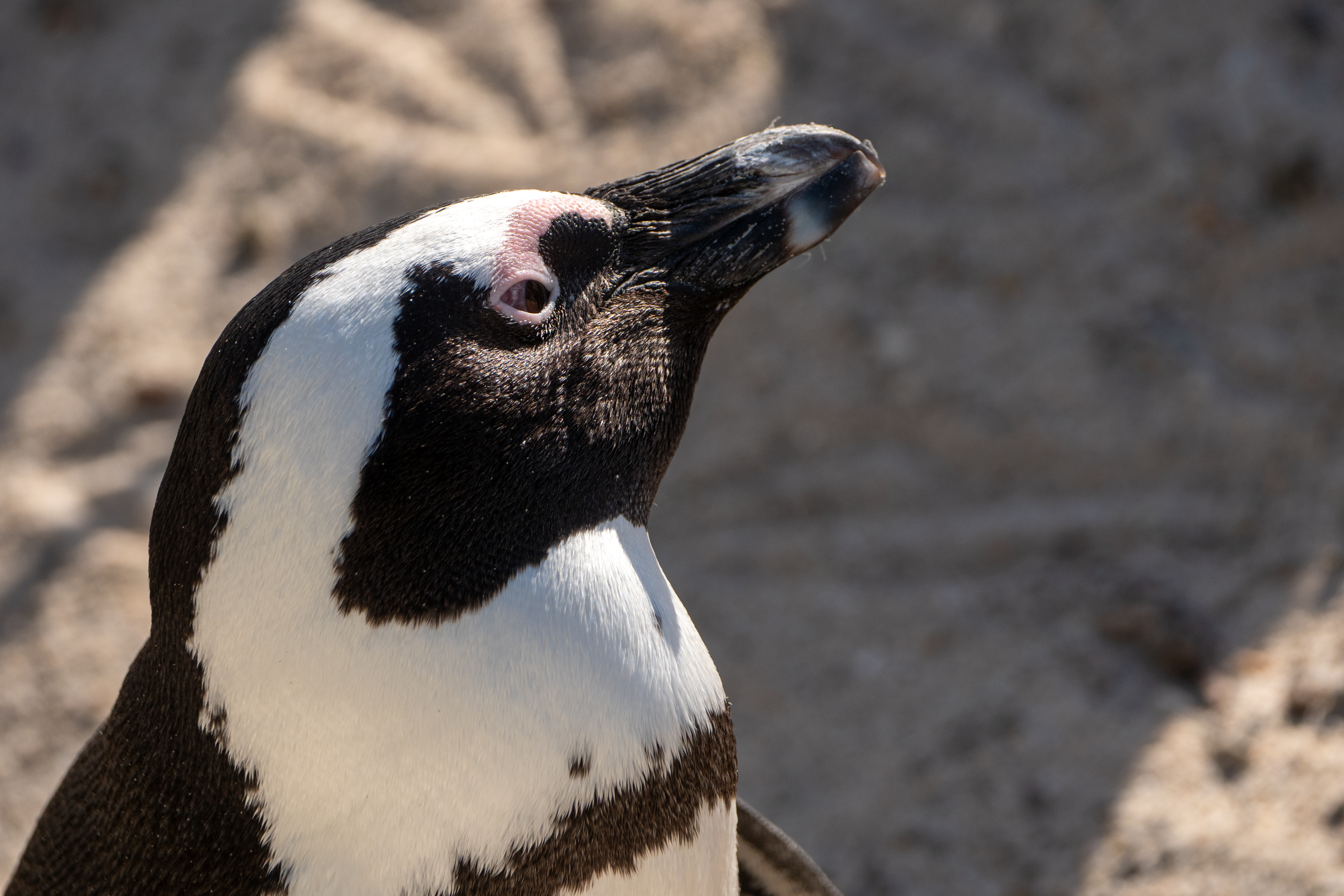 Brillenpinguin