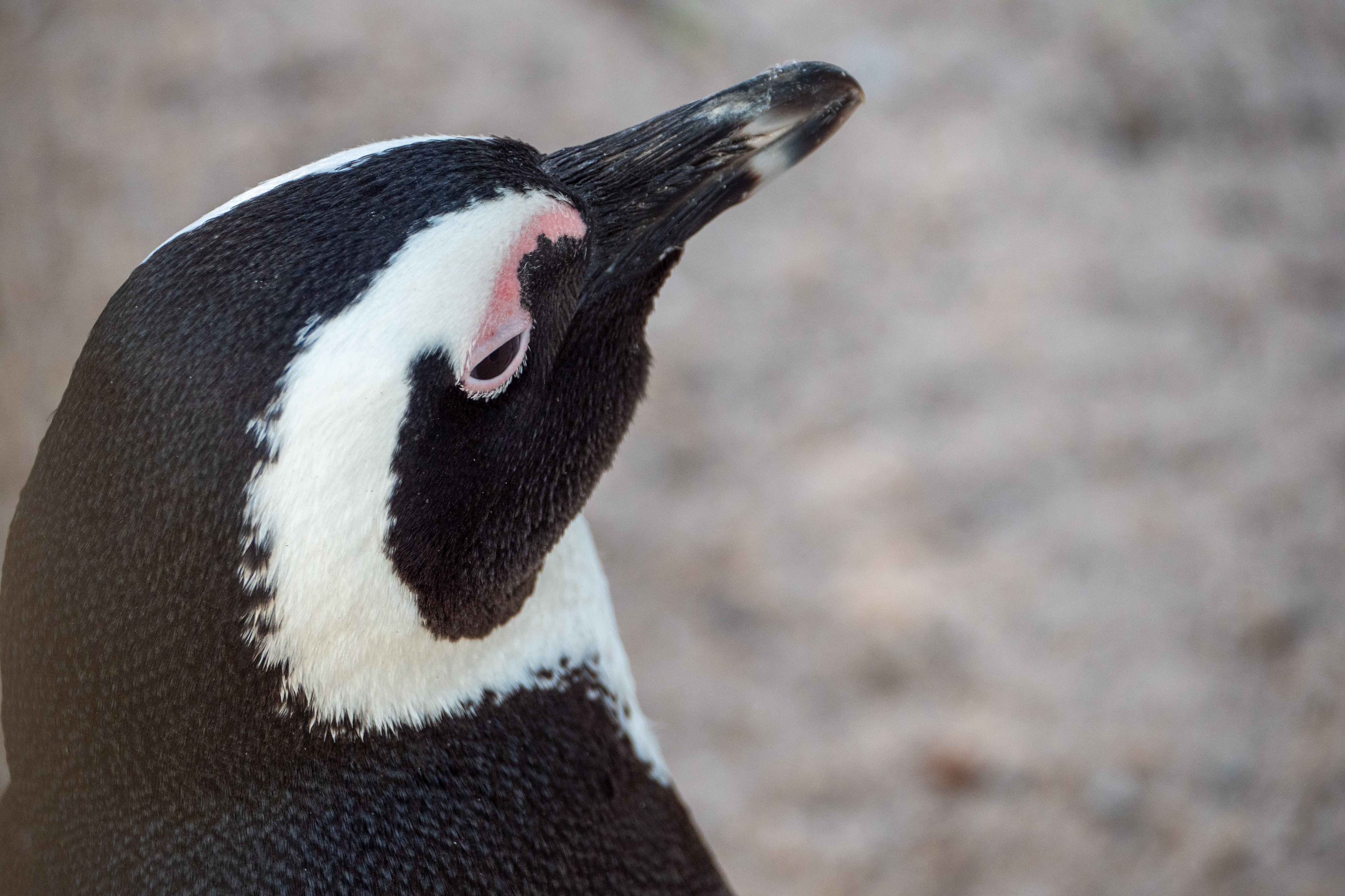 Brillenpinguin