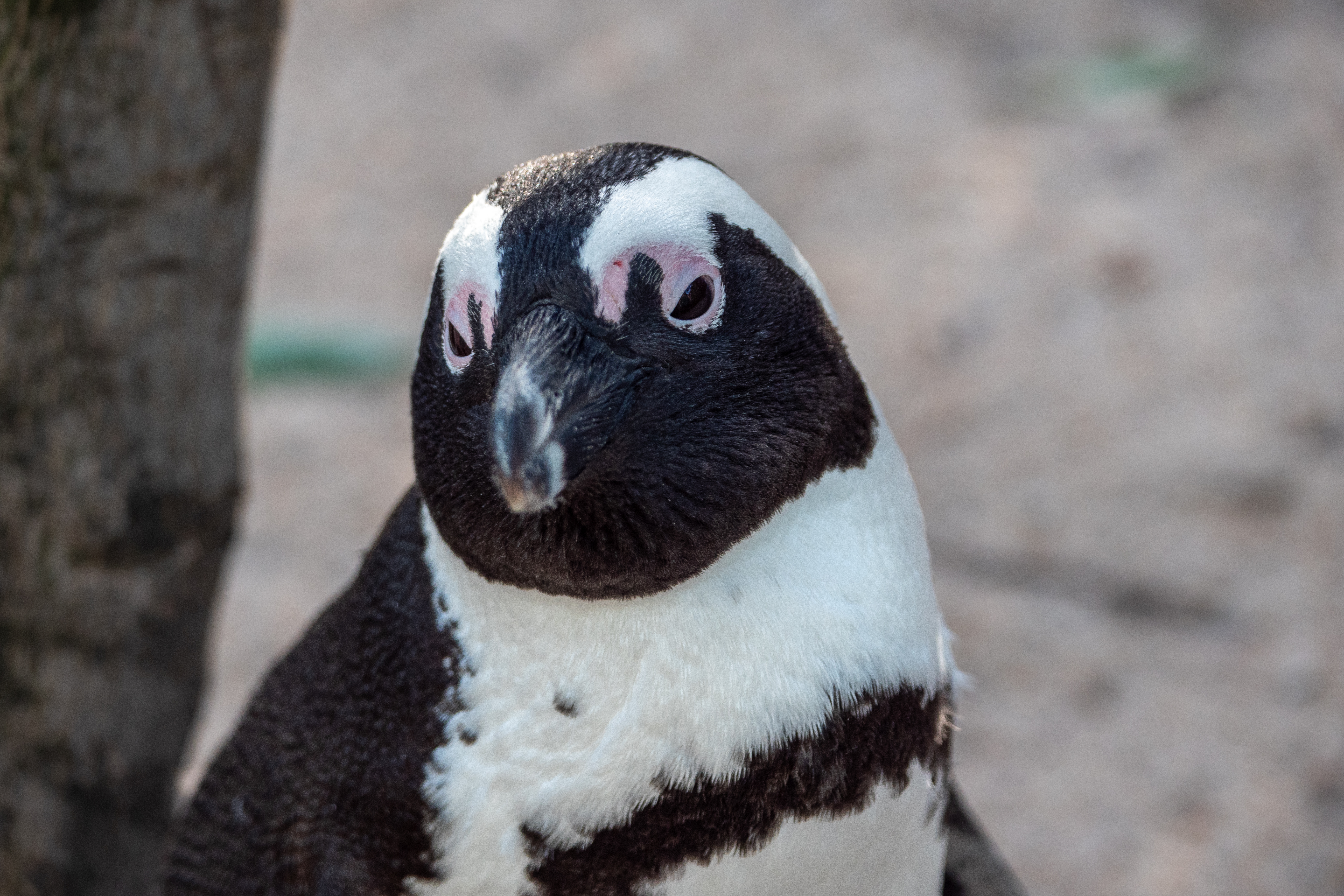 Brillenpinguin