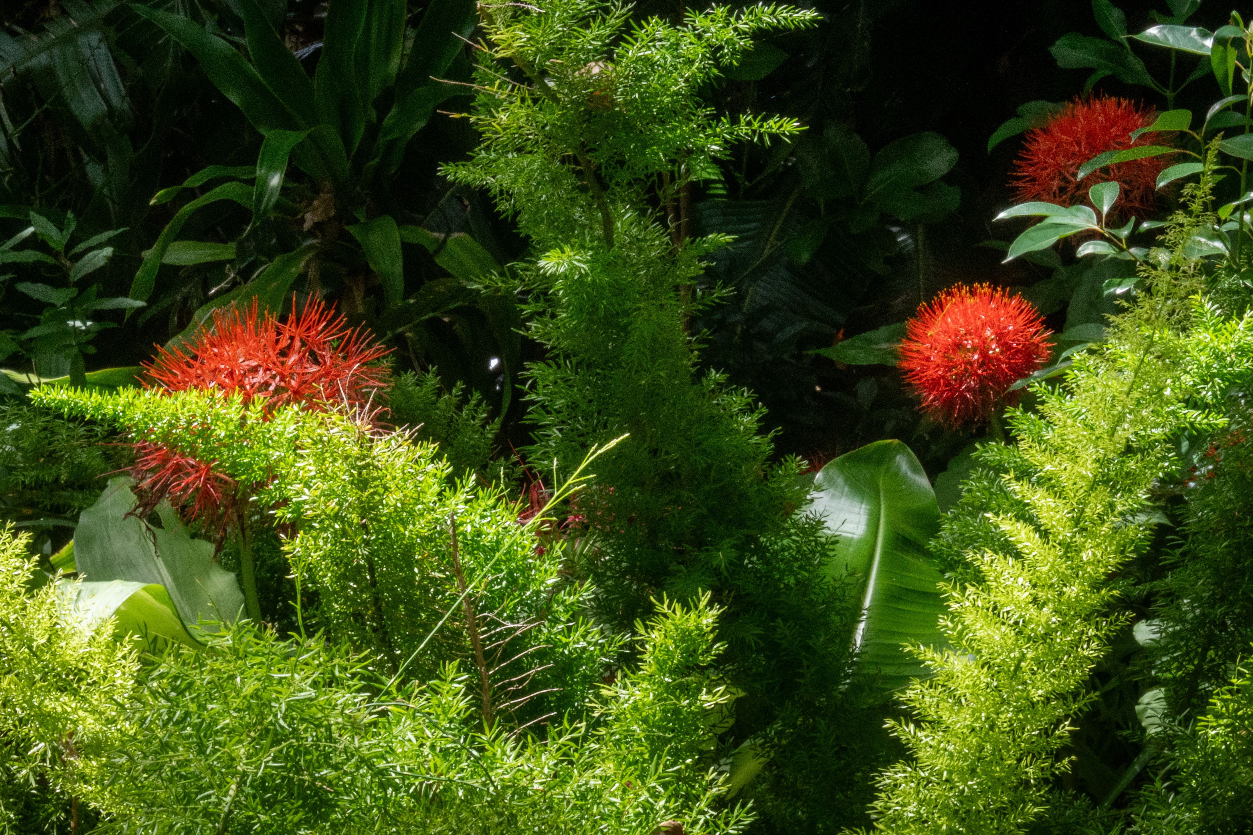 Blutblumen
