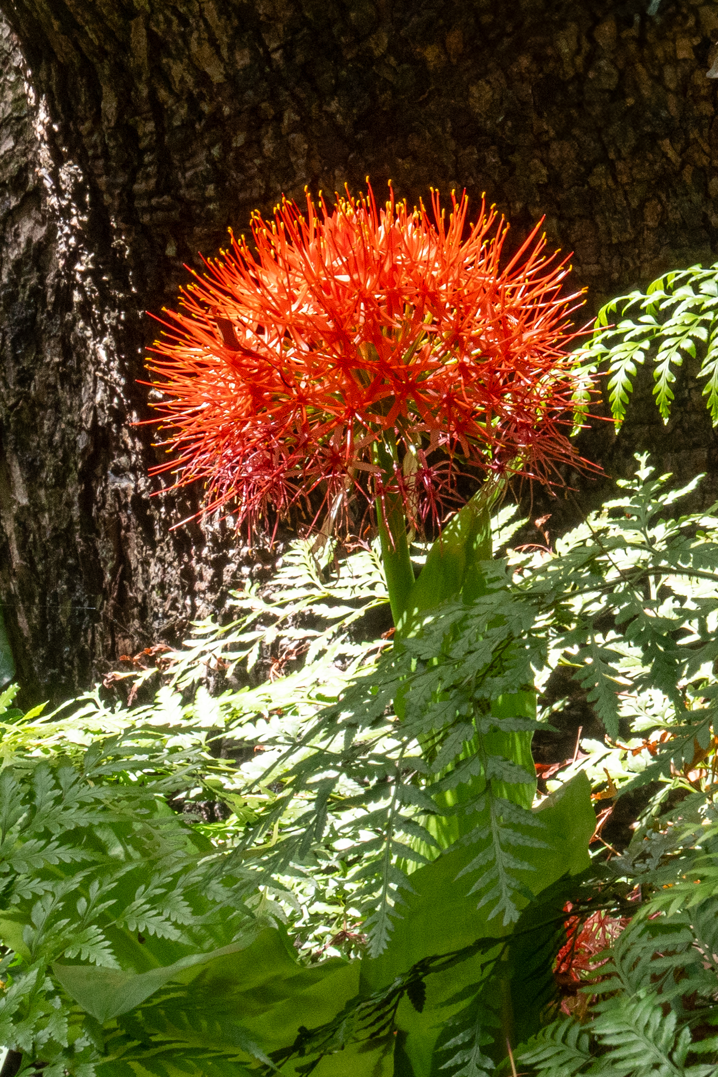 Blutblume