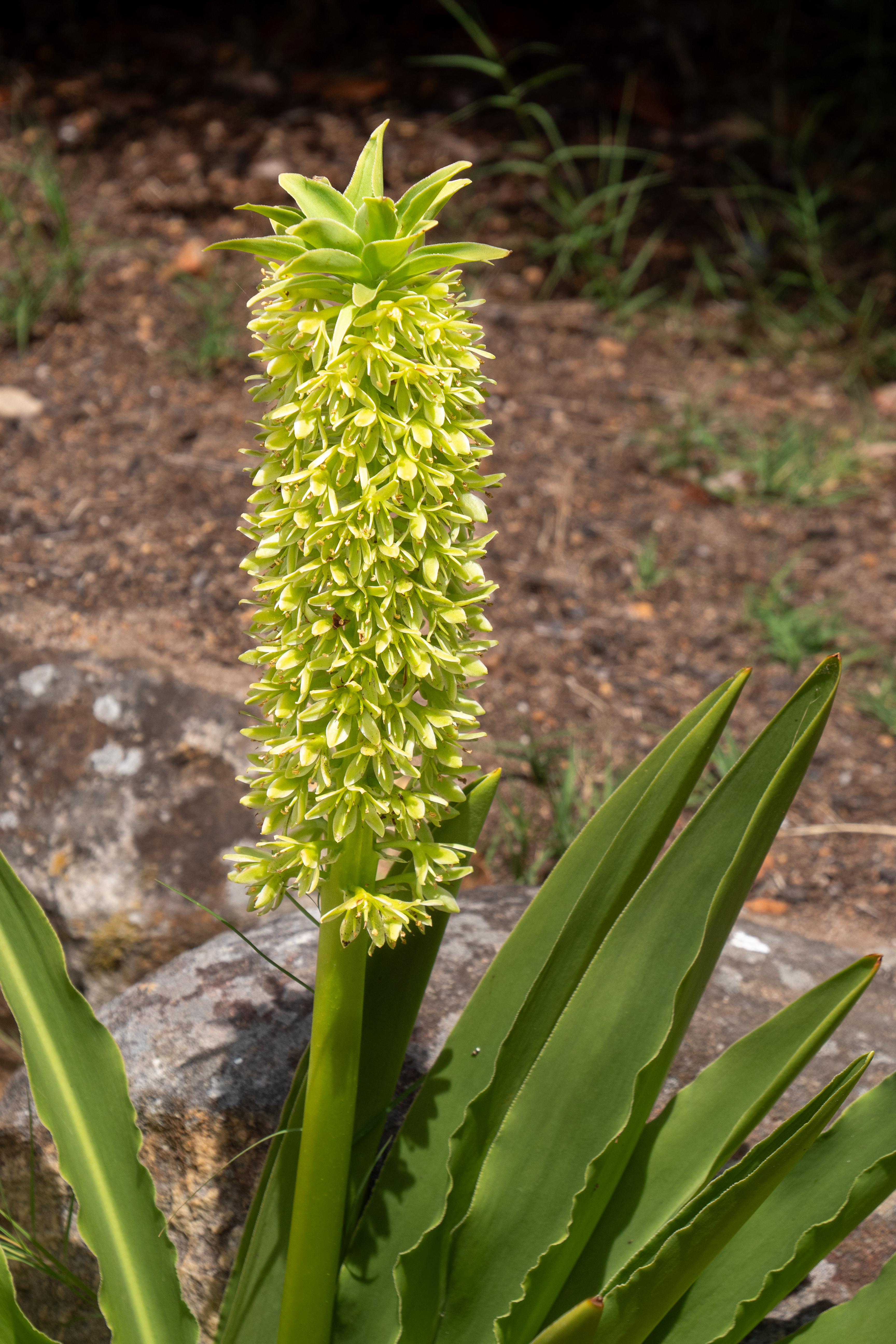 Ananasblume