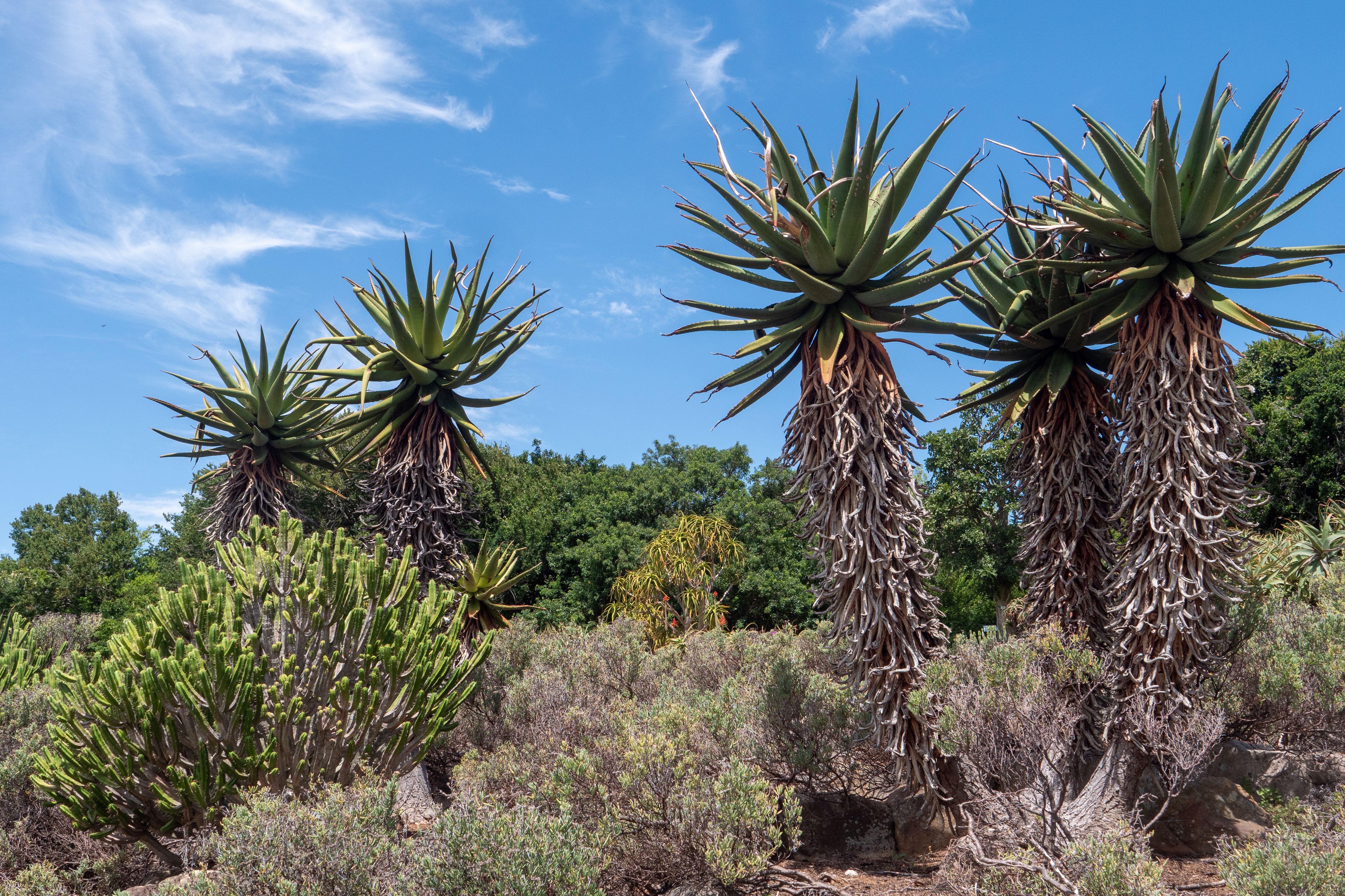 Afrikanische Aloe