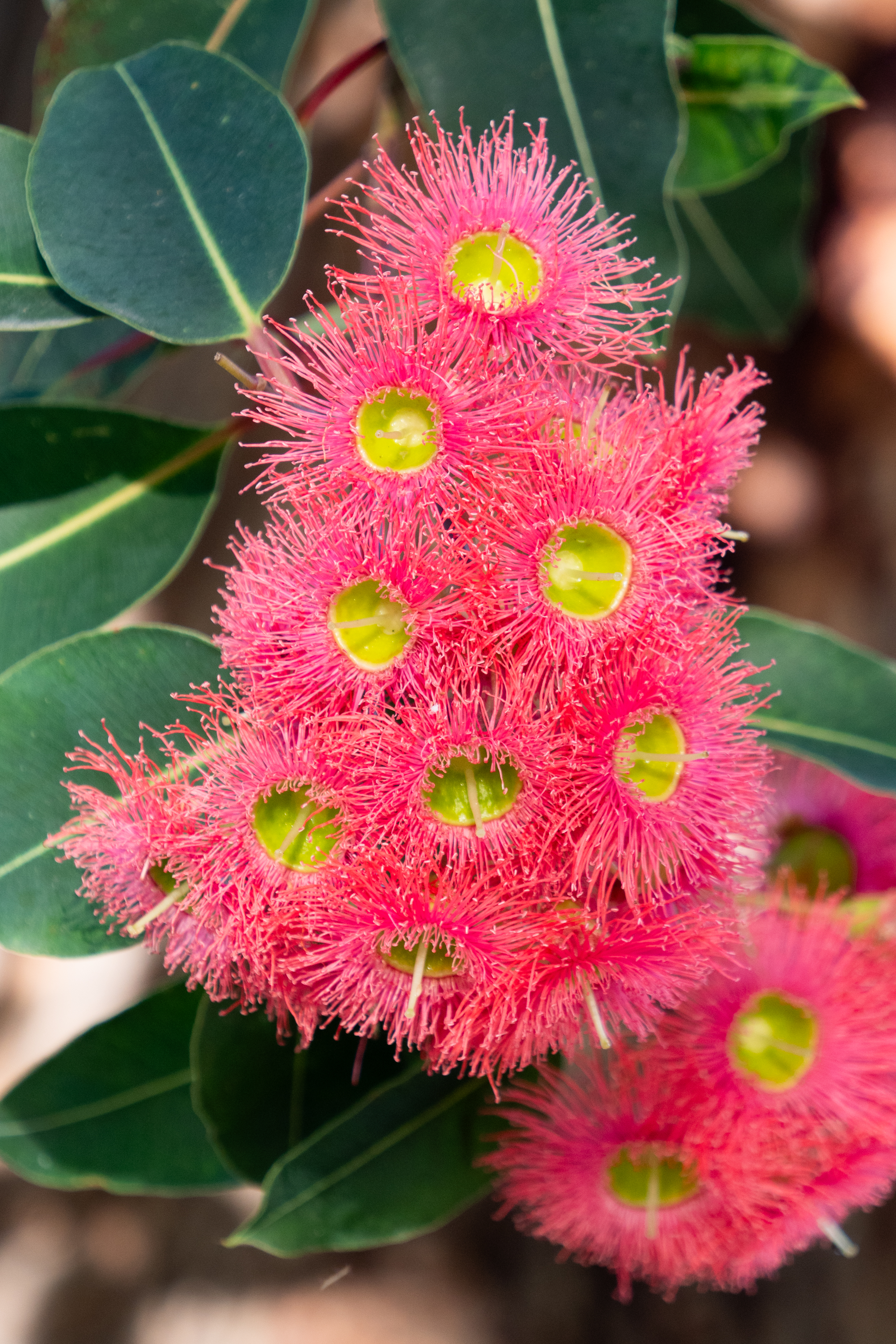 Euklalyptus Blüte