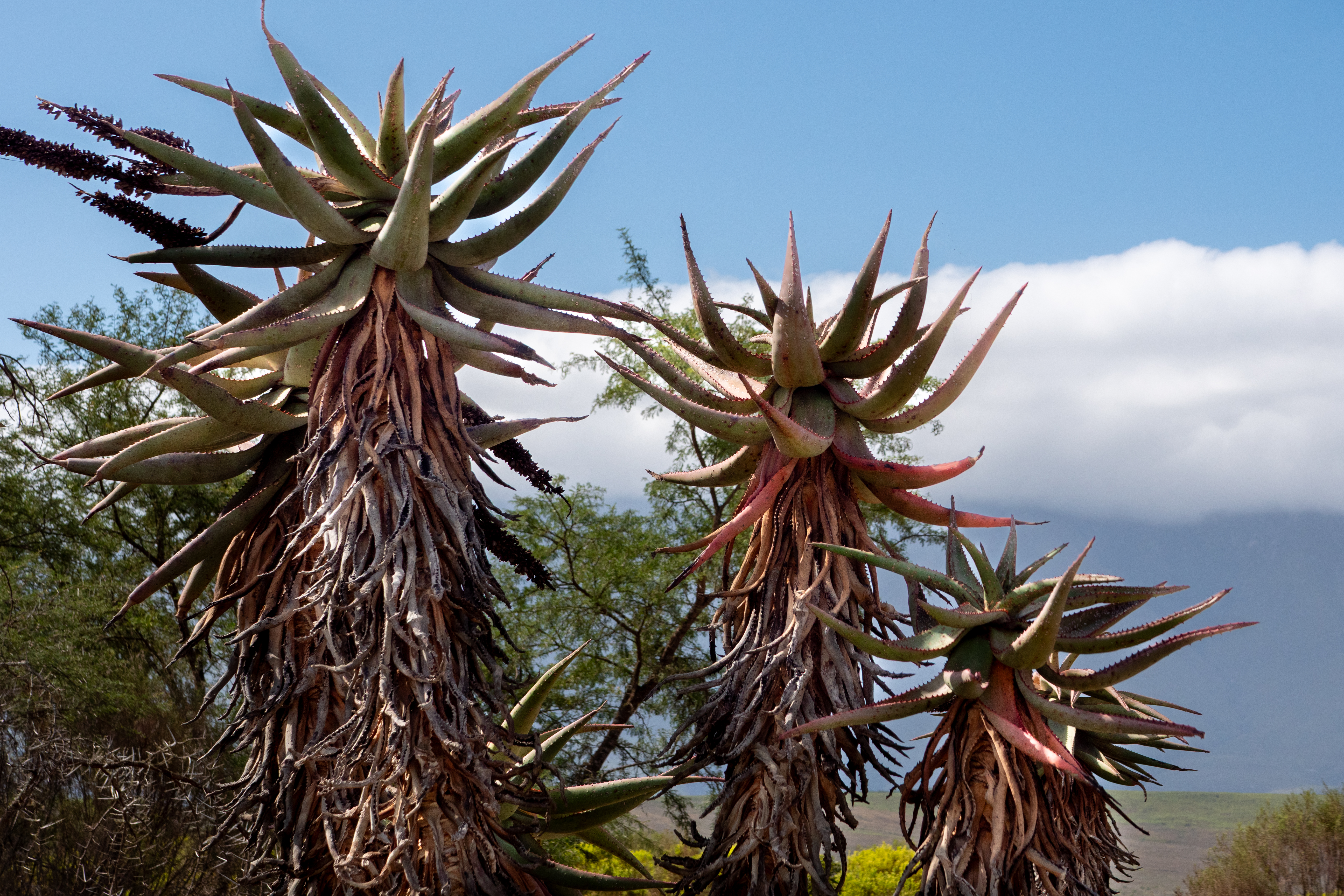 Afrikanische Aloe