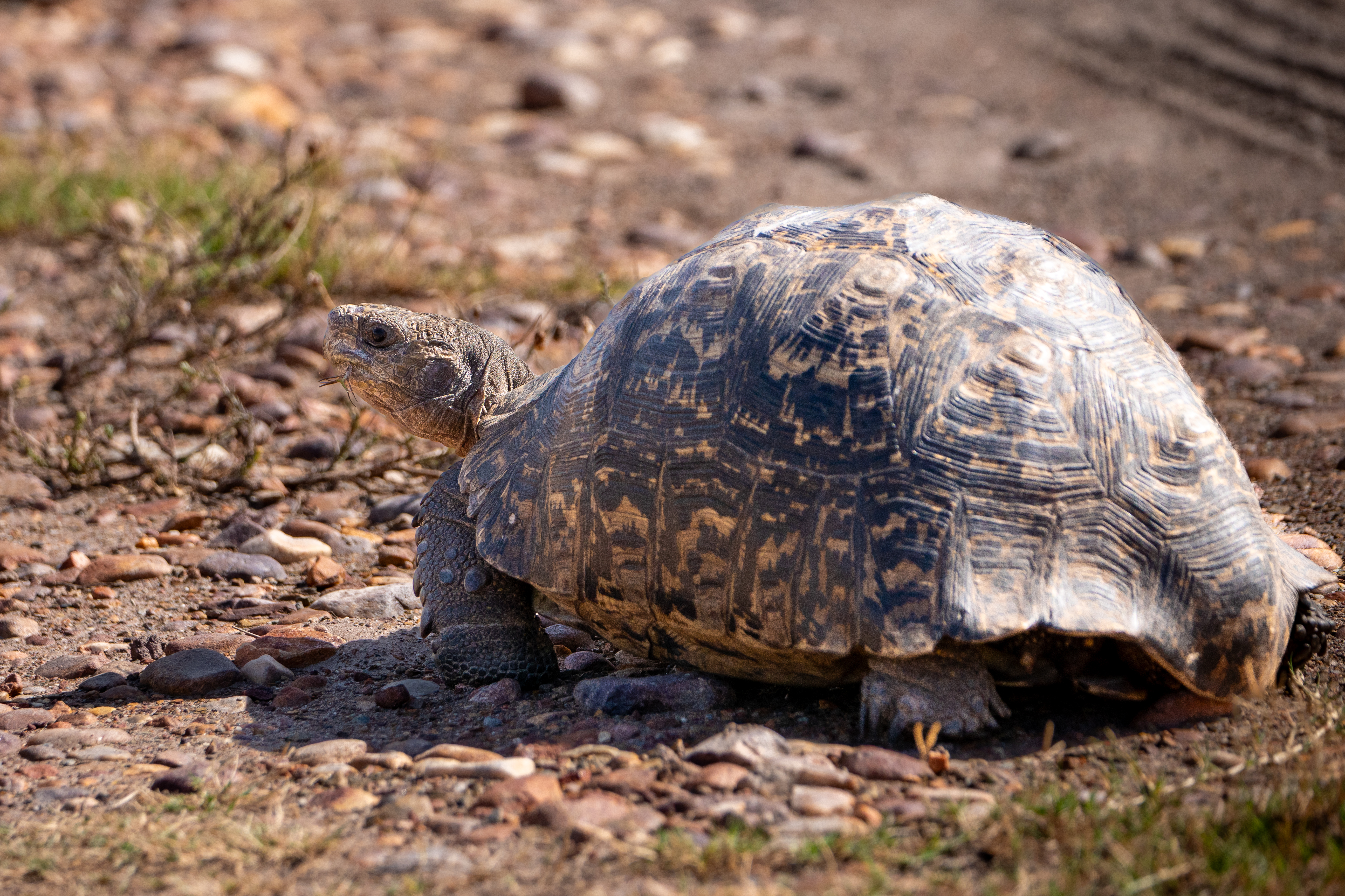 Pantherschildkröte