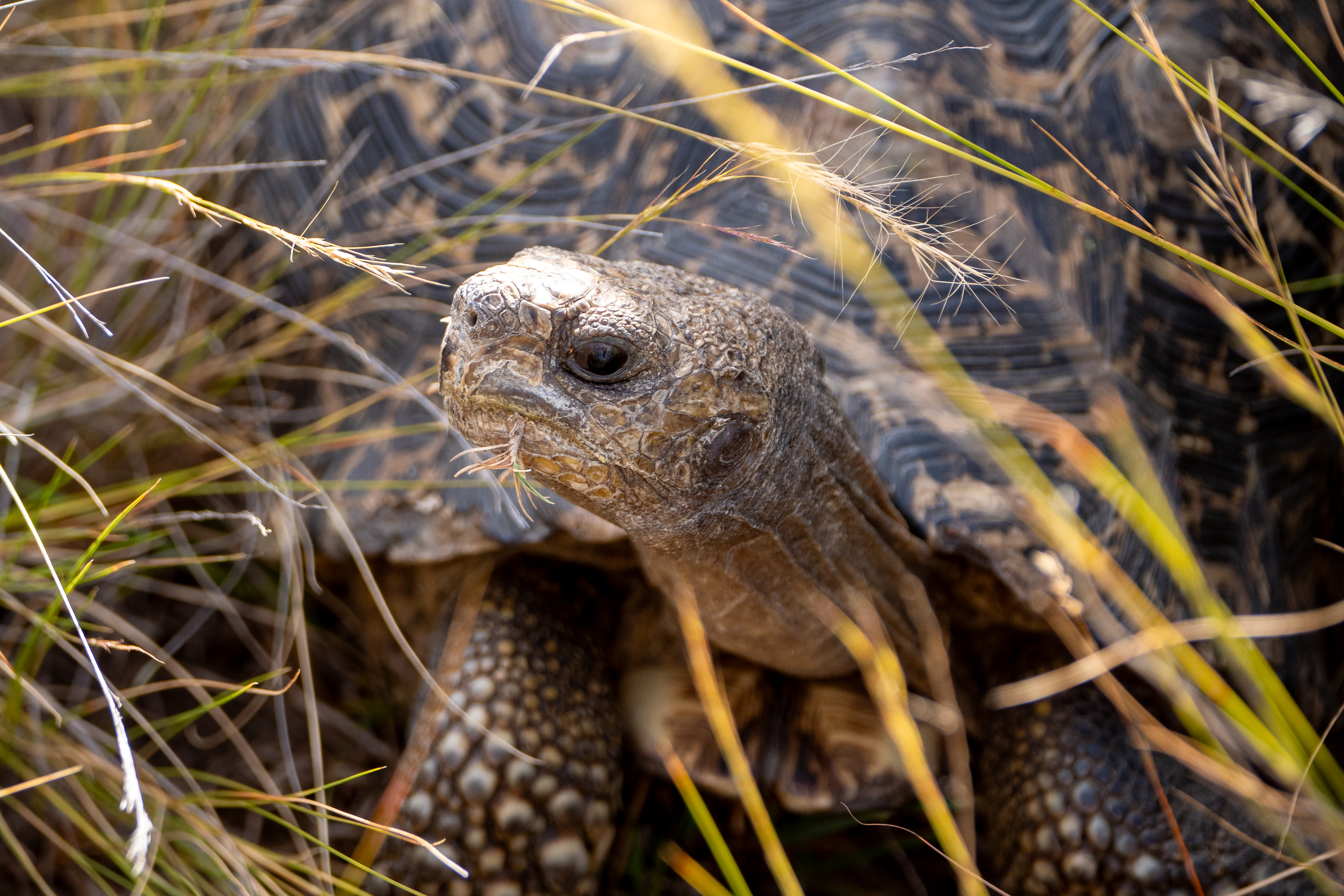 Pantherschildkröte