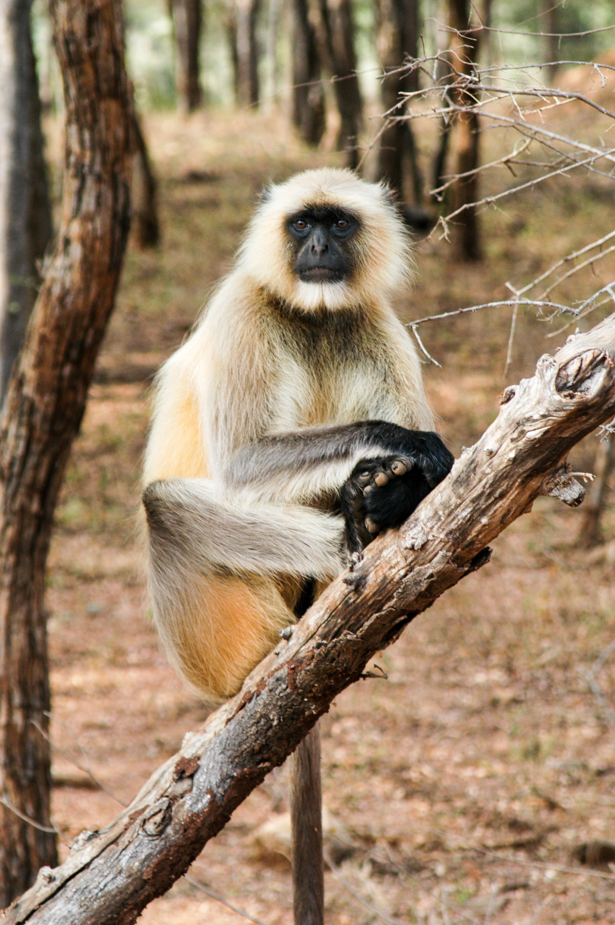 07Ranthambore006
