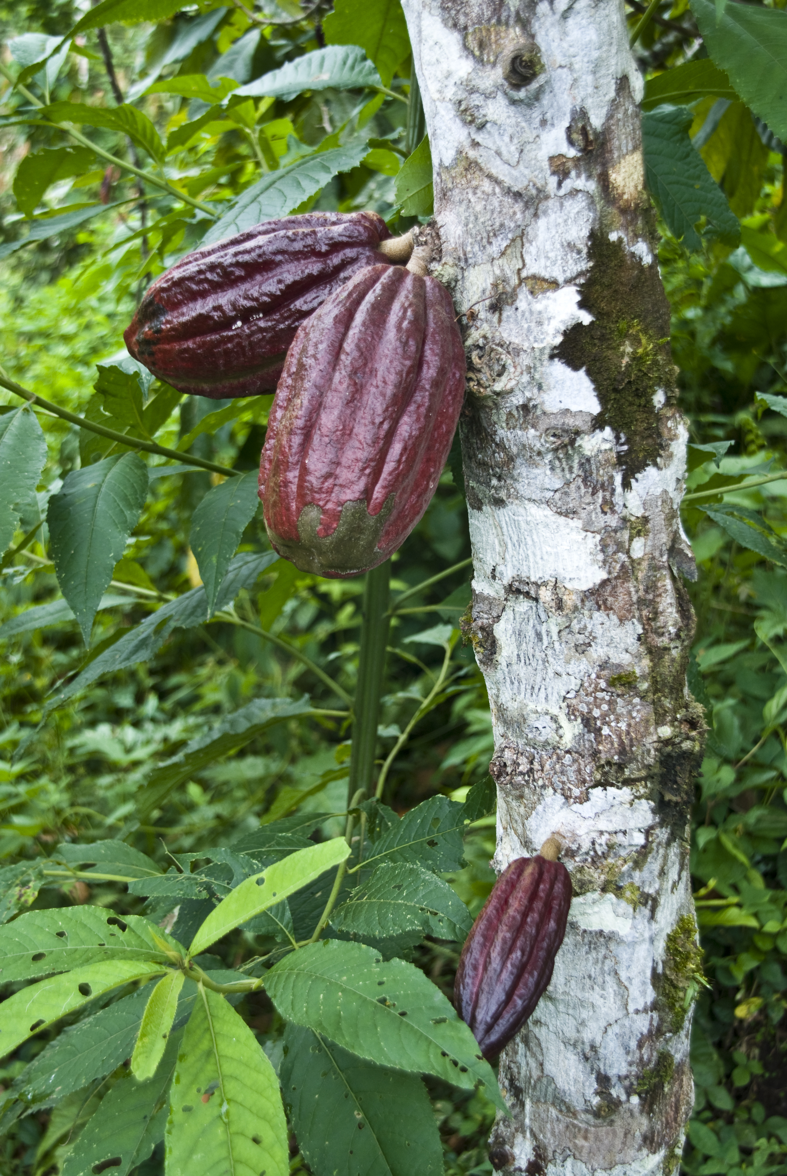 Kakao - Ausflug in die Natur
