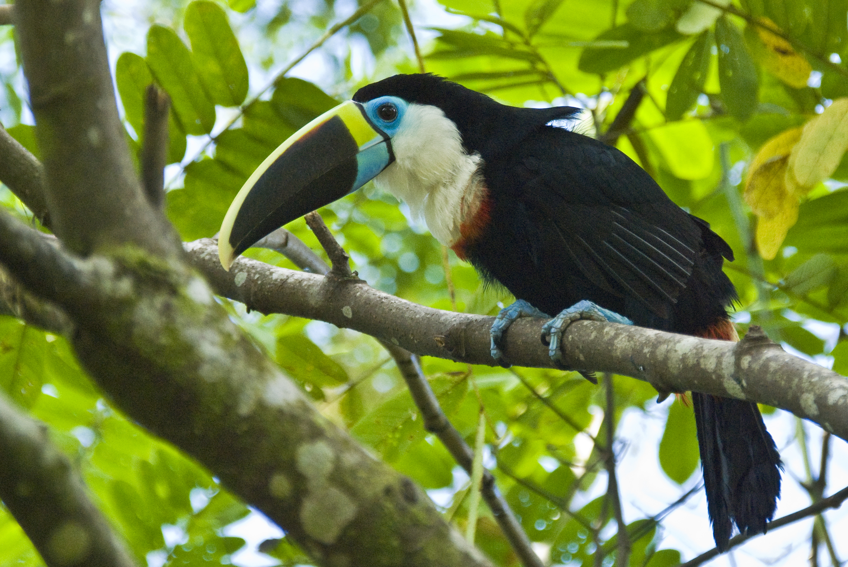 Tukan