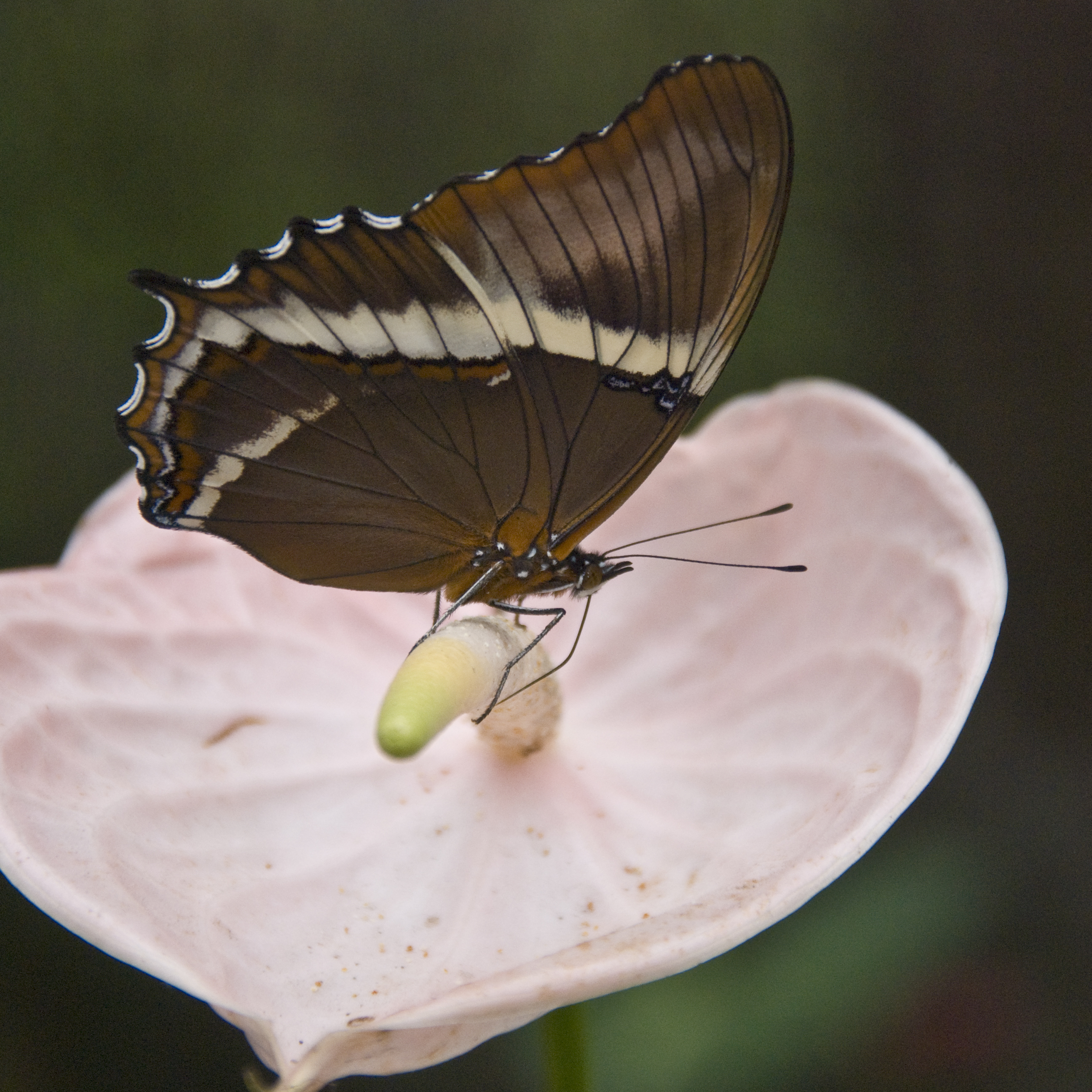 Schmetterlinge