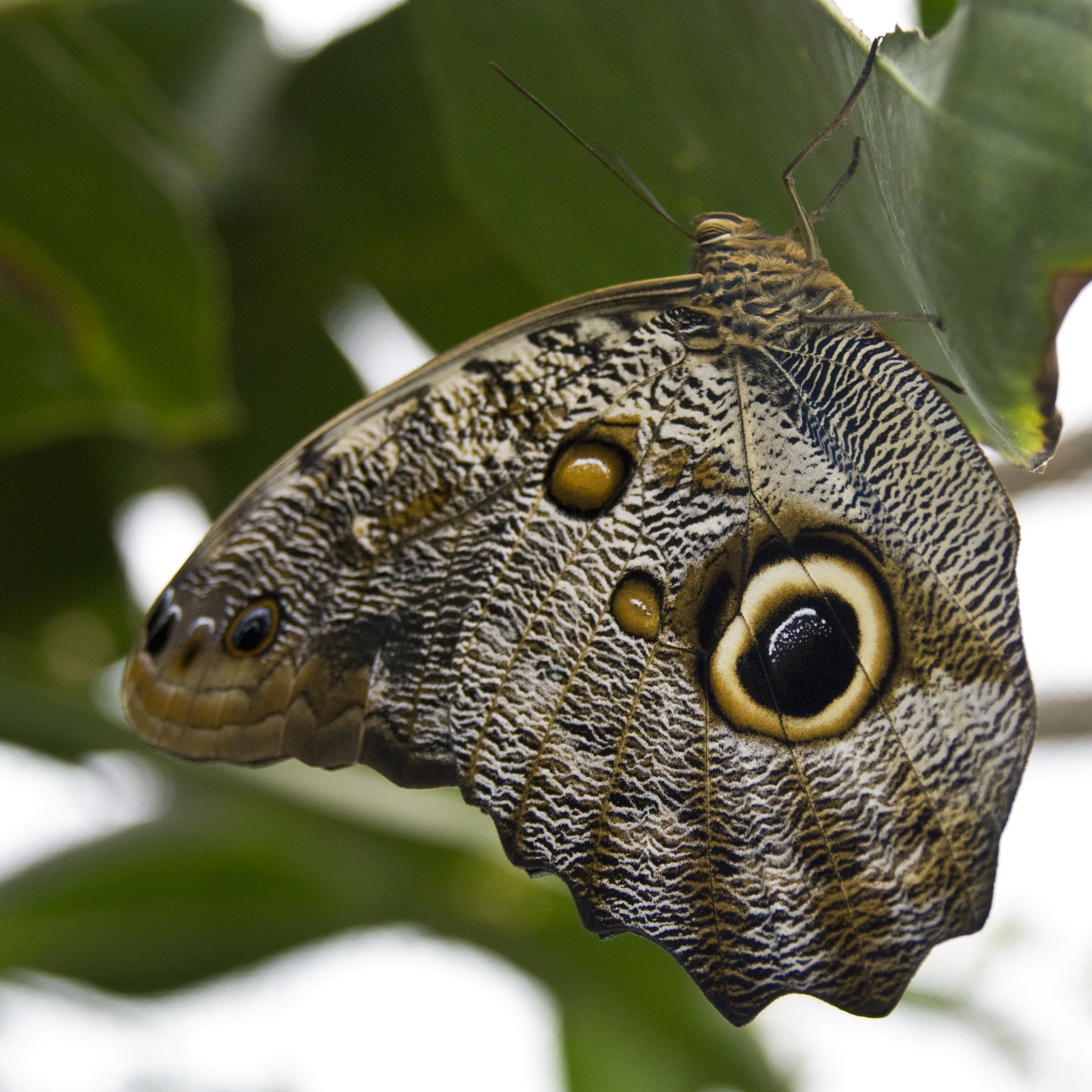 Schmetterlinge