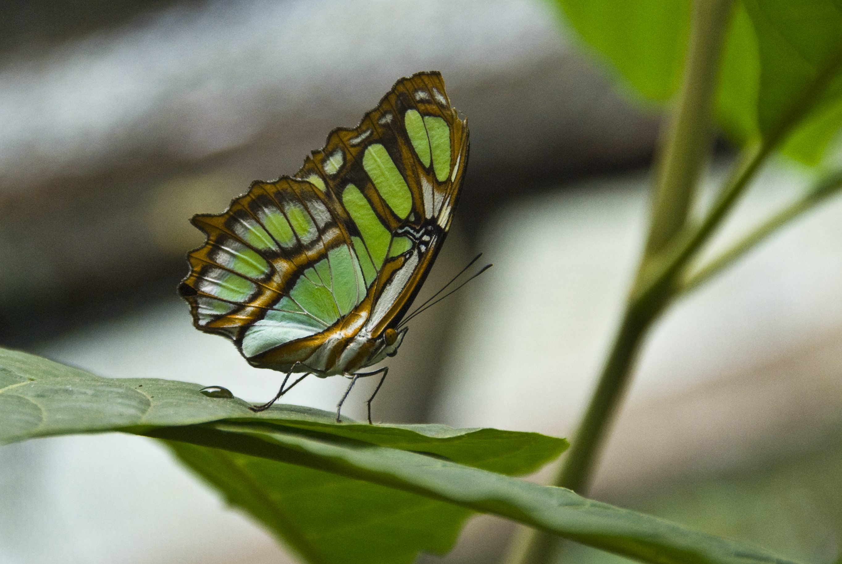 Schmetterlinge