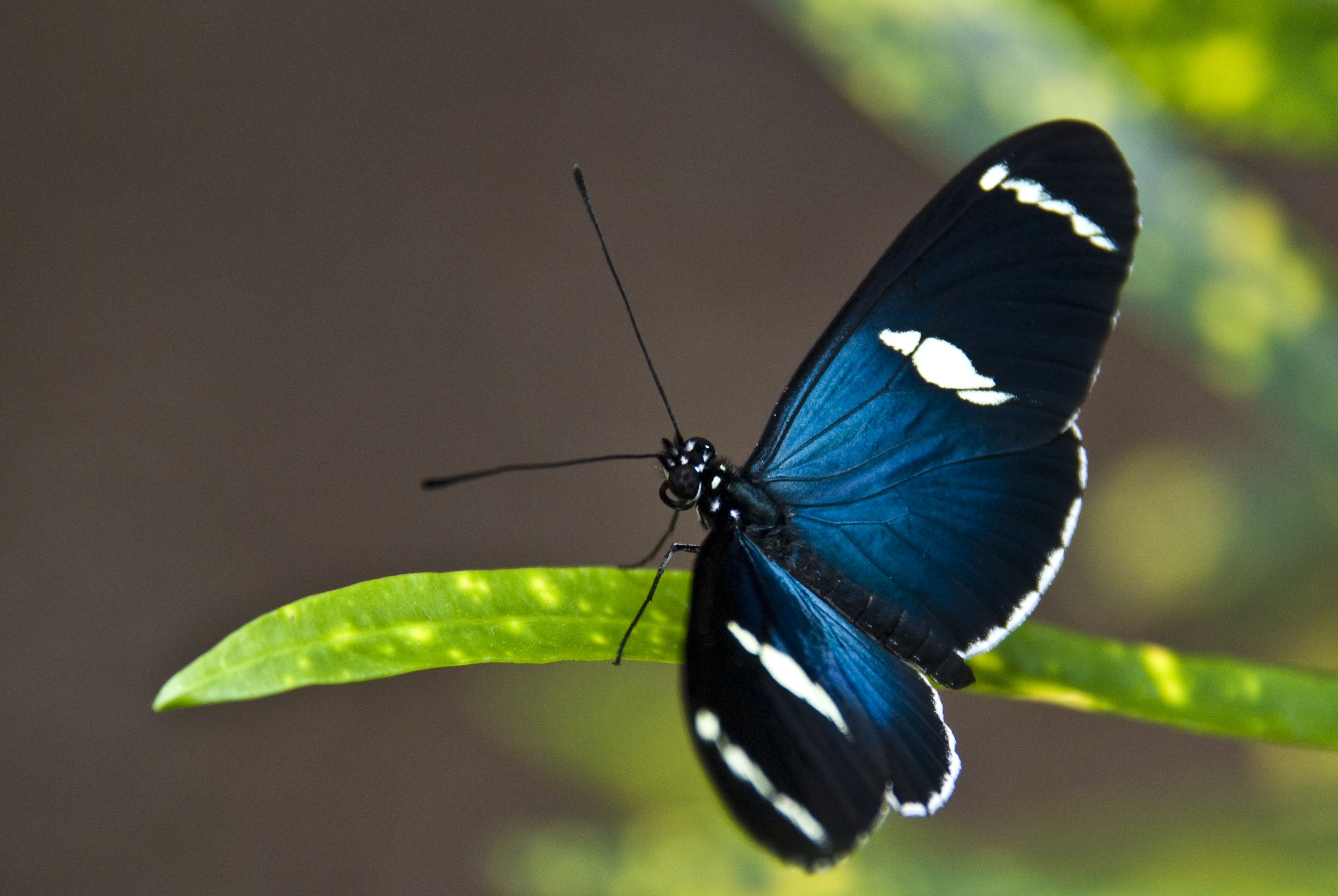 Schmetterlinge