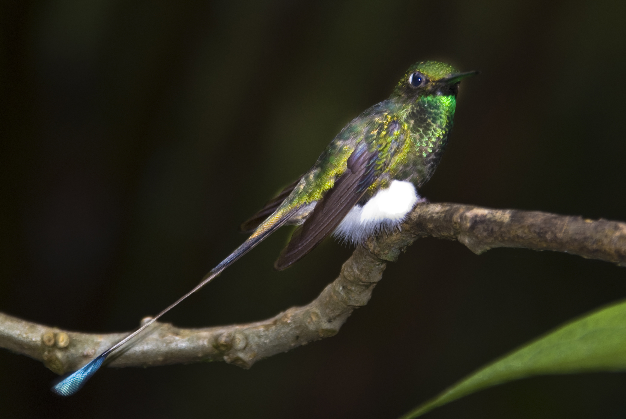 Kolibri