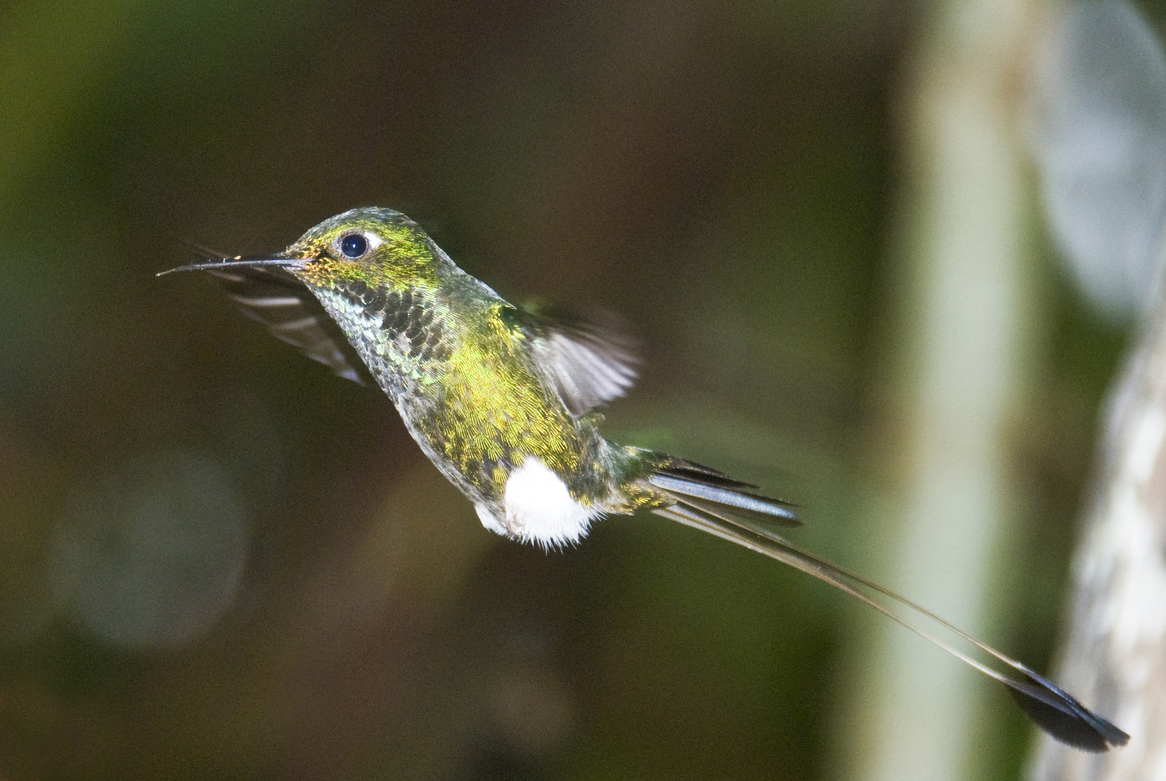 Kolibri