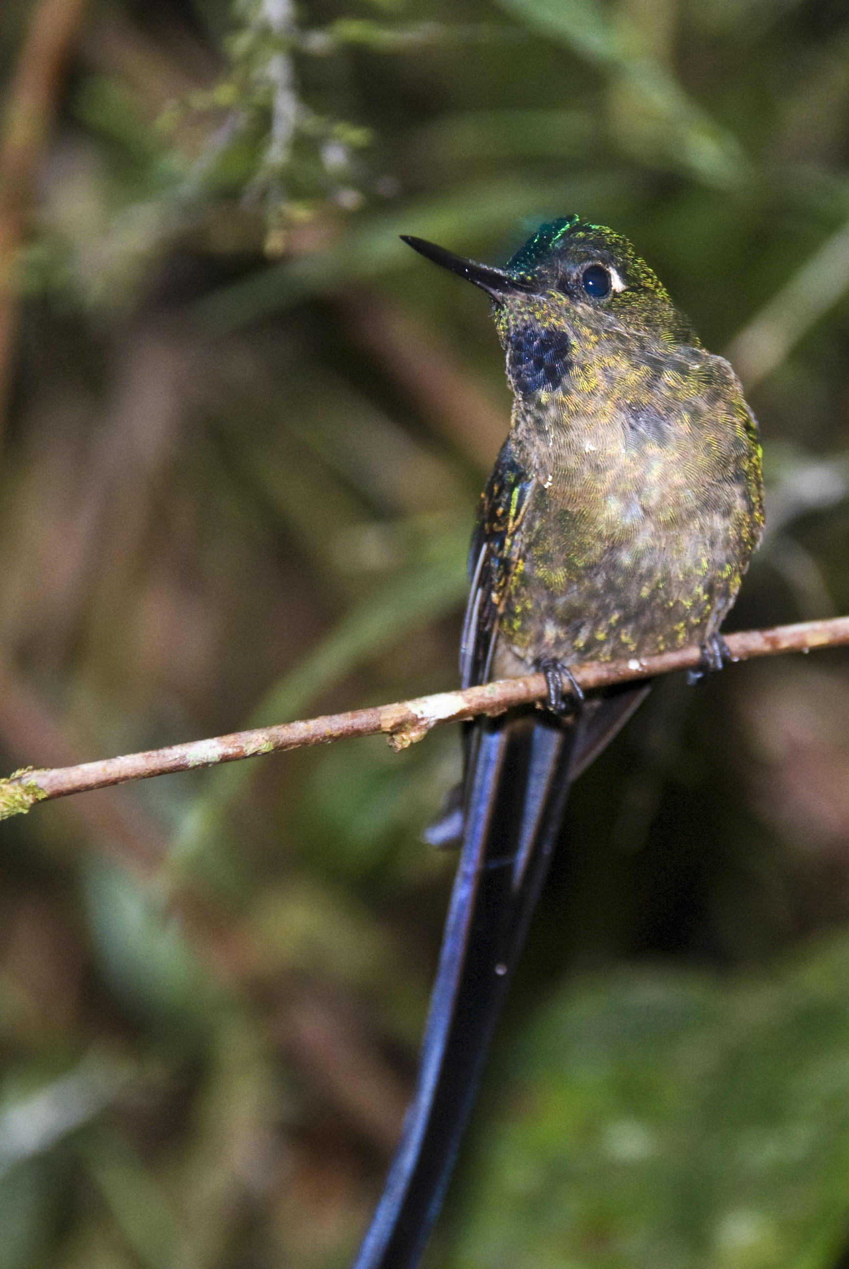 Kolibri